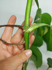 Monstera Aurea Stecklinge