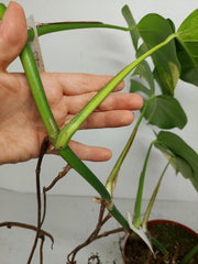 Monstera Aurea Stecklinge