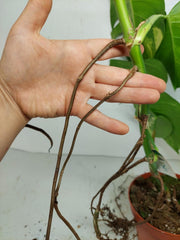Monstera Aurea Stecklinge