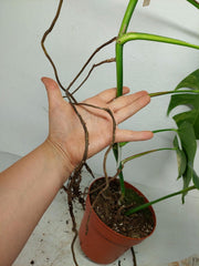 Monstera Aurea Stecklinge
