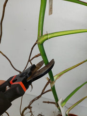 Monstera Aurea Stecklinge