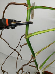 Monstera Aurea Stecklinge