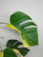 Monstera Aurea Stecklinge