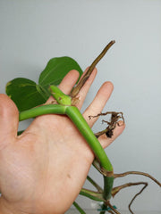 Monstera Aurea Stecklinge