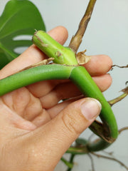 Monstera Aurea Stecklinge