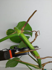 Monstera Aurea Stecklinge