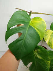 Monstera Aurea Stecklinge