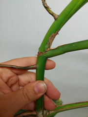 Monstera Aurea Stecklinge