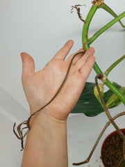 Monstera Aurea Stecklinge