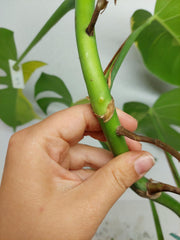 Monstera Aurea Stecklinge