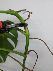 Monstera Aurea Stecklinge