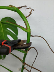 Monstera Aurea Stecklinge