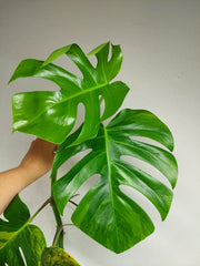 Monstera Aurea Stecklinge