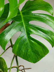 Monstera Aurea Stecklinge