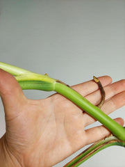 Monstera Aurea Stecklinge