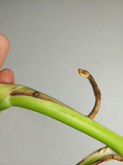 Monstera Aurea Stecklinge