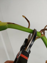 Monstera Aurea Stecklinge