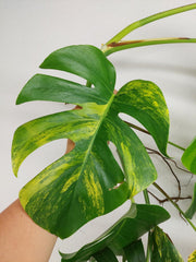 Monstera Aurea Stecklinge