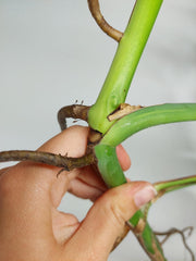 Monstera Aurea Stecklinge