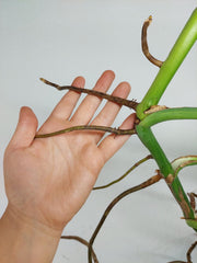 Monstera Aurea Stecklinge
