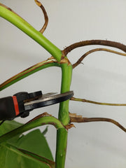 Monstera Aurea Stecklinge