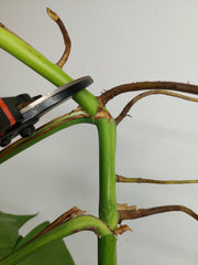 Monstera Aurea Stecklinge