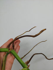 Monstera Aurea Stecklinge