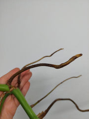 Monstera Aurea Stecklinge