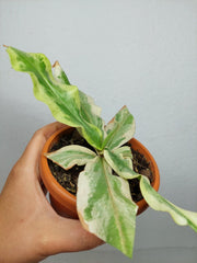 Sad Plants