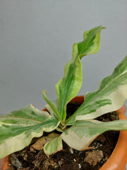 Sad Plants