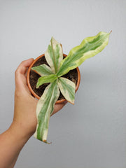 Sad Plants
