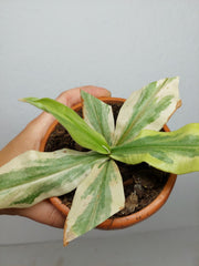 Sad Plants