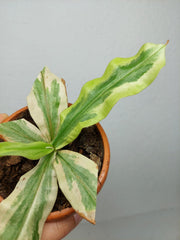 Sad Plants