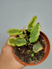 Sad Plants
