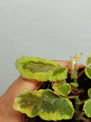 Sad Plants