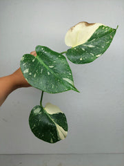 Sad Plants