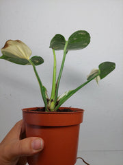 Sad Plants