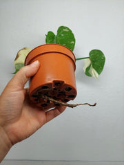 Sad Plants