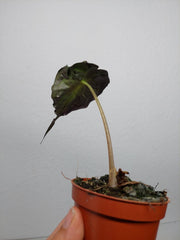 Sad Plants