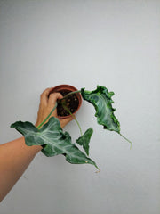 Sad Plants