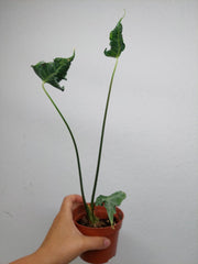 Sad Plants