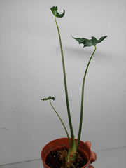 Sad Plants