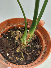 Sad Plants