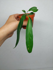 Sad Plants