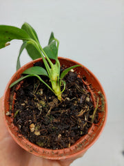 Sad Plants