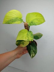 Sad Plants