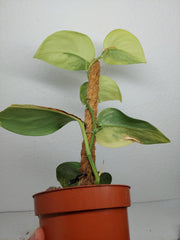 Sad Plants