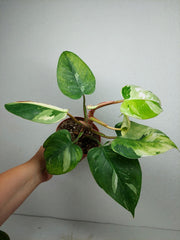 Sad Plants