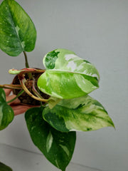 Sad Plants