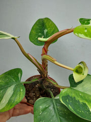 Sad Plants